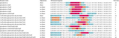 GLTM: A Global-Local Attention LSTM Model to Locate Dimer Motif of Single-Pass Membrane Proteins